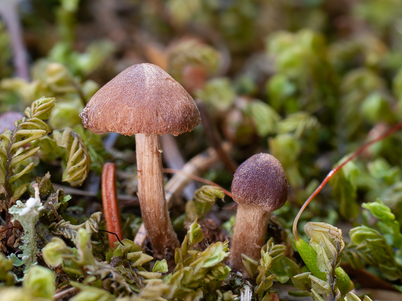 Cortinarius helobius